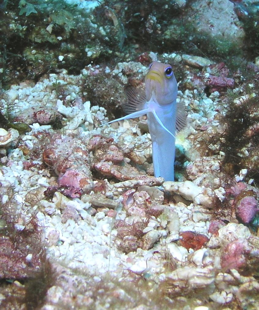 Jawfish