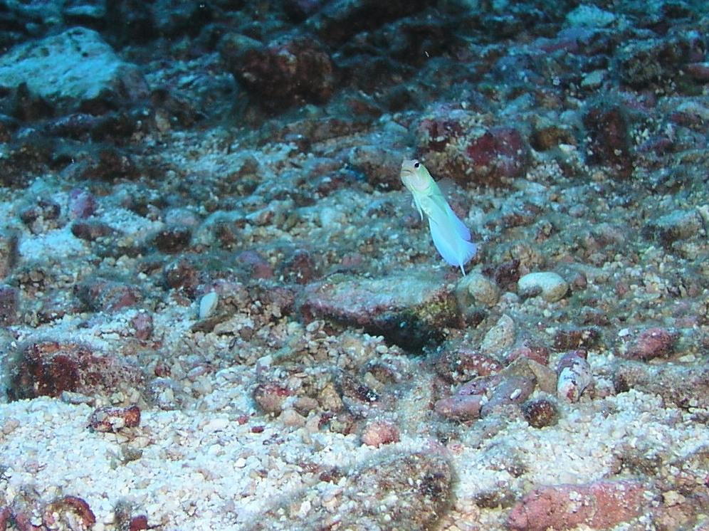 jawfish