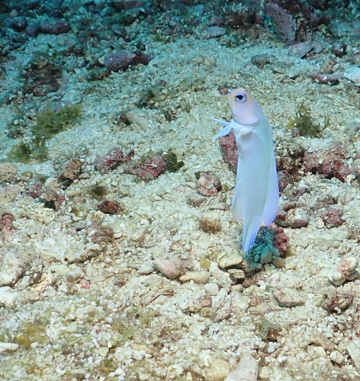jawfish