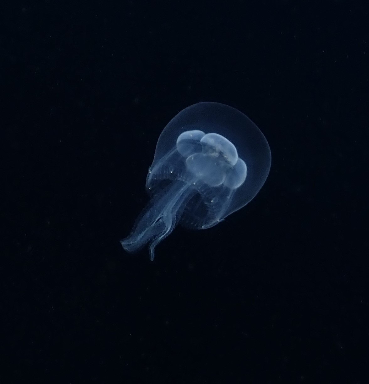 Jelly belly