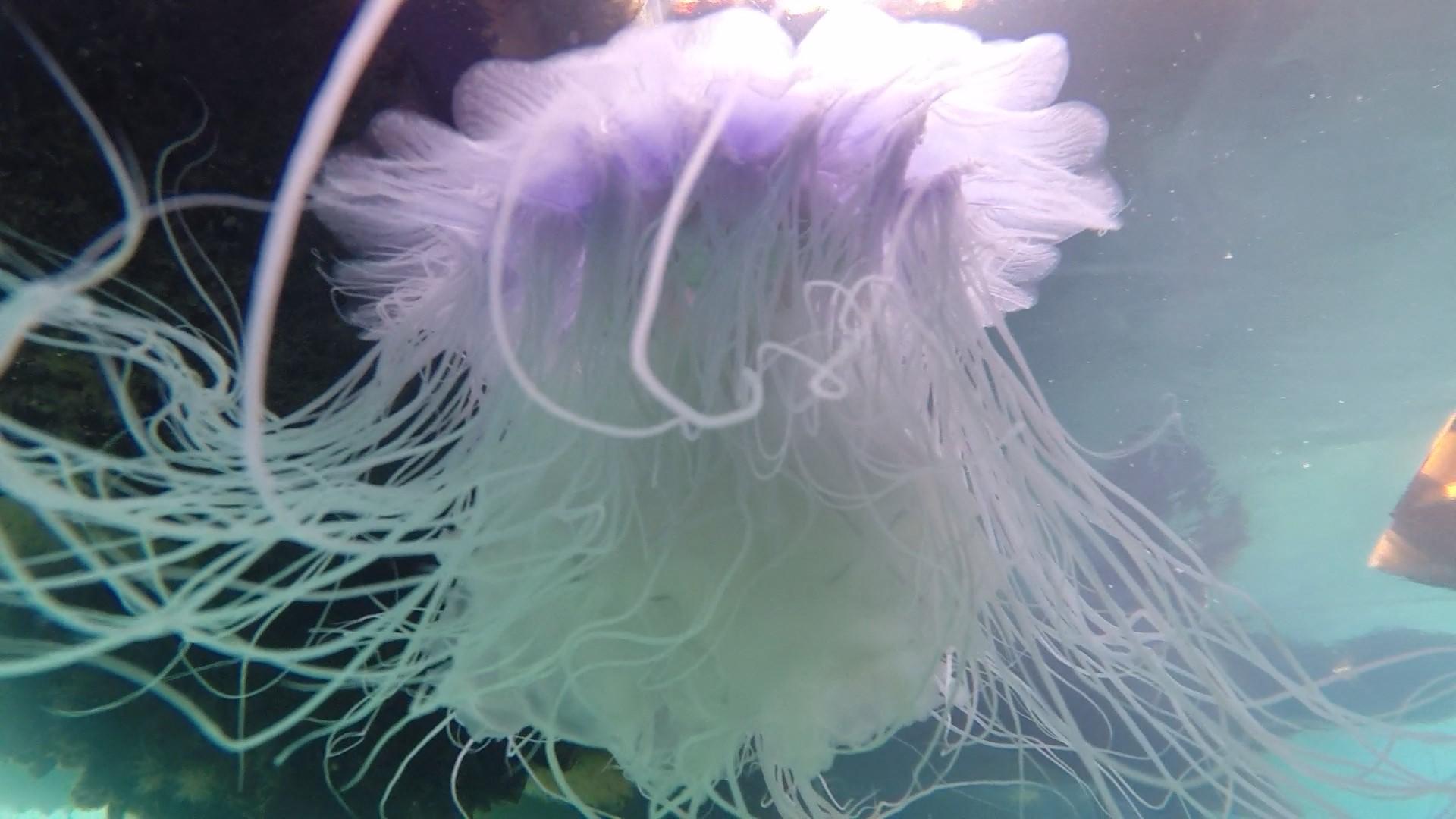 Jelly fish Strytan harbour