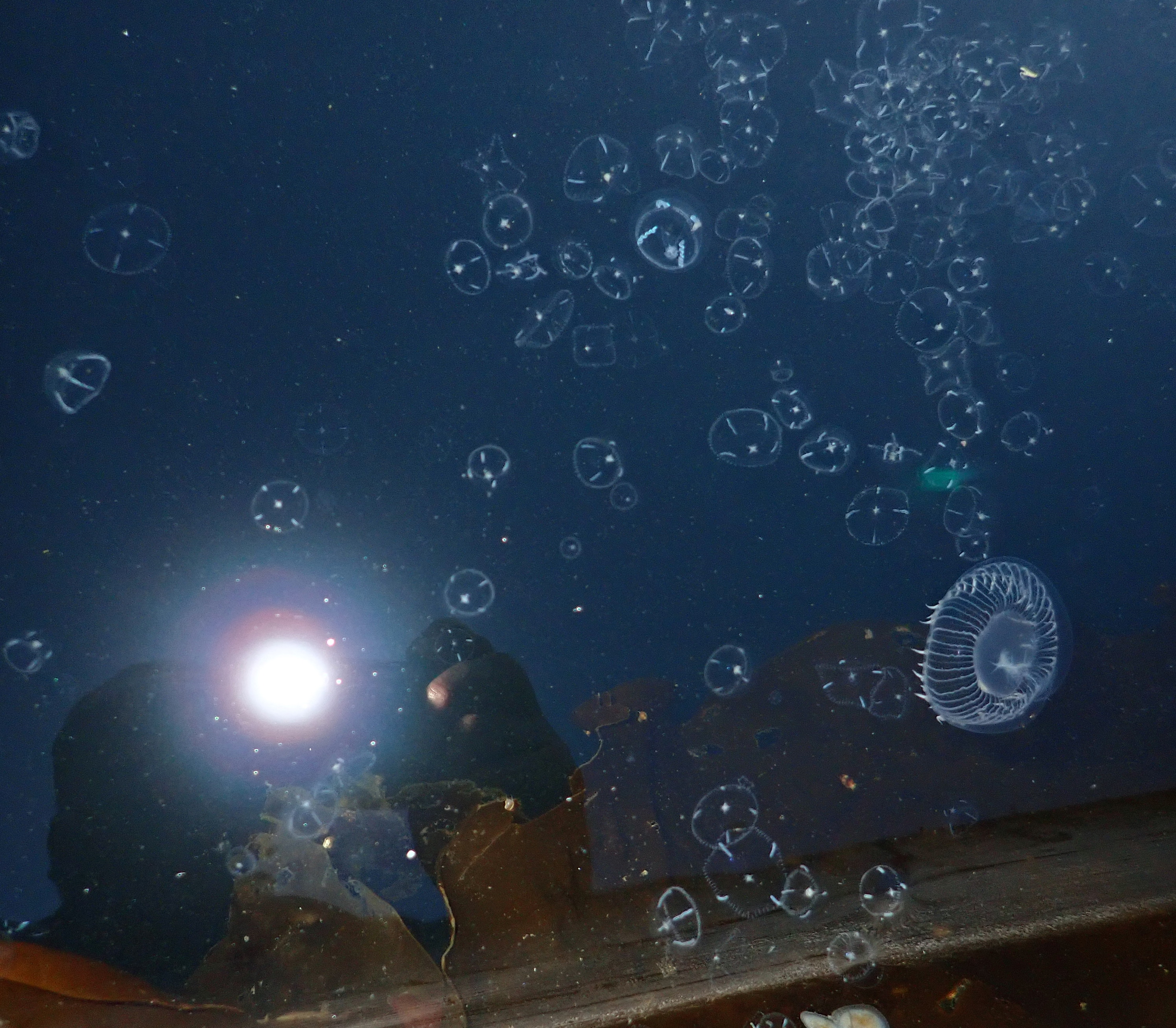 Jelly invasion