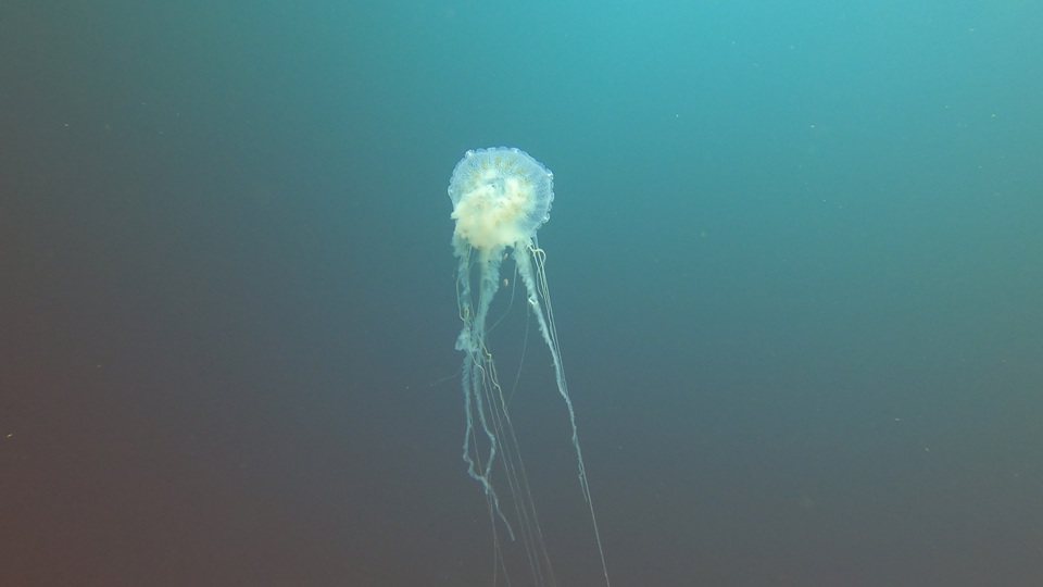 Jellyfish