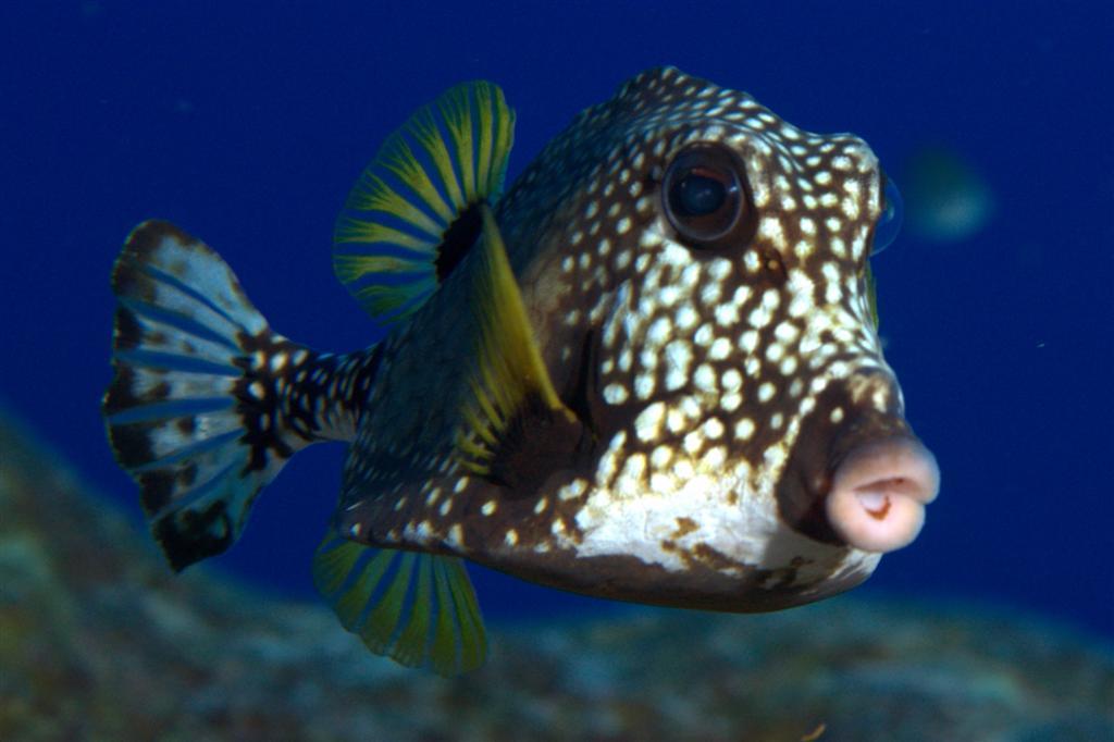 July - Volans - Spotted Trunkfish