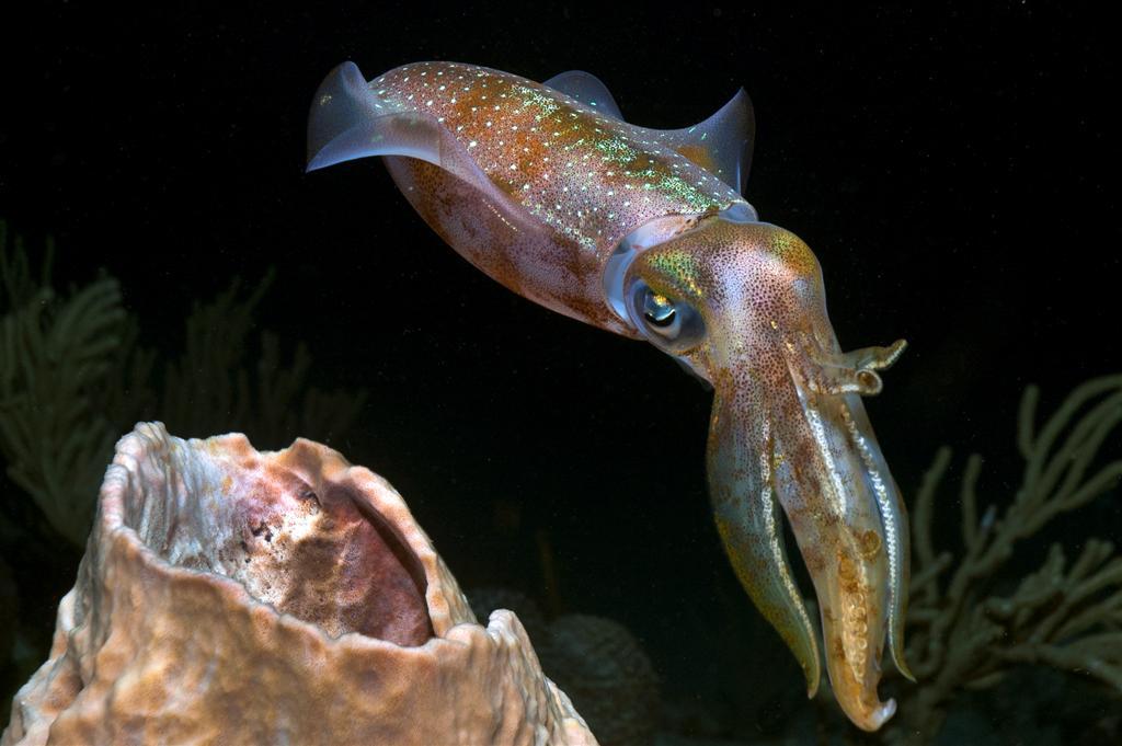 June - Gwndwn - Cuttlefish