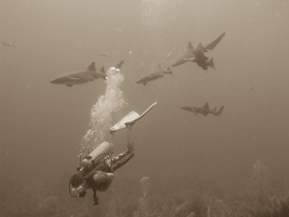 just a few nurse sharks