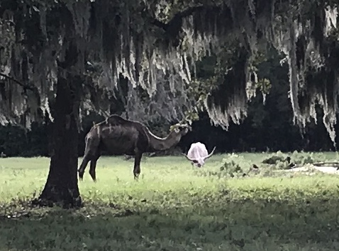 Just a typical Texas scene
