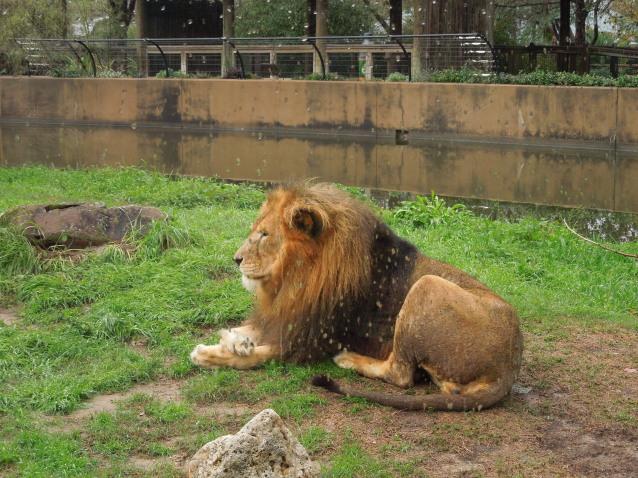 Just lion around