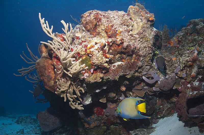 Just reef