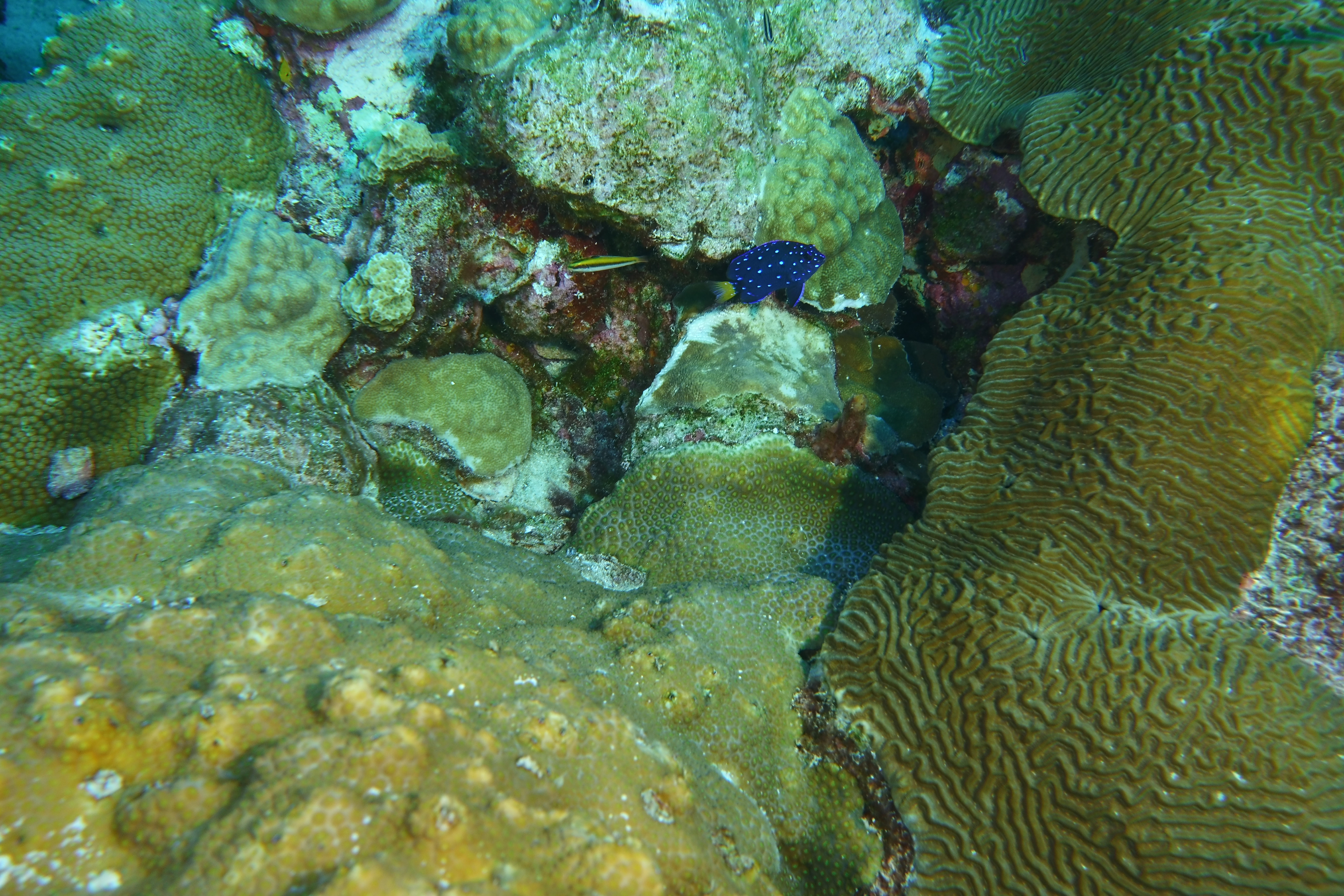 Juvenile blue fish with spots