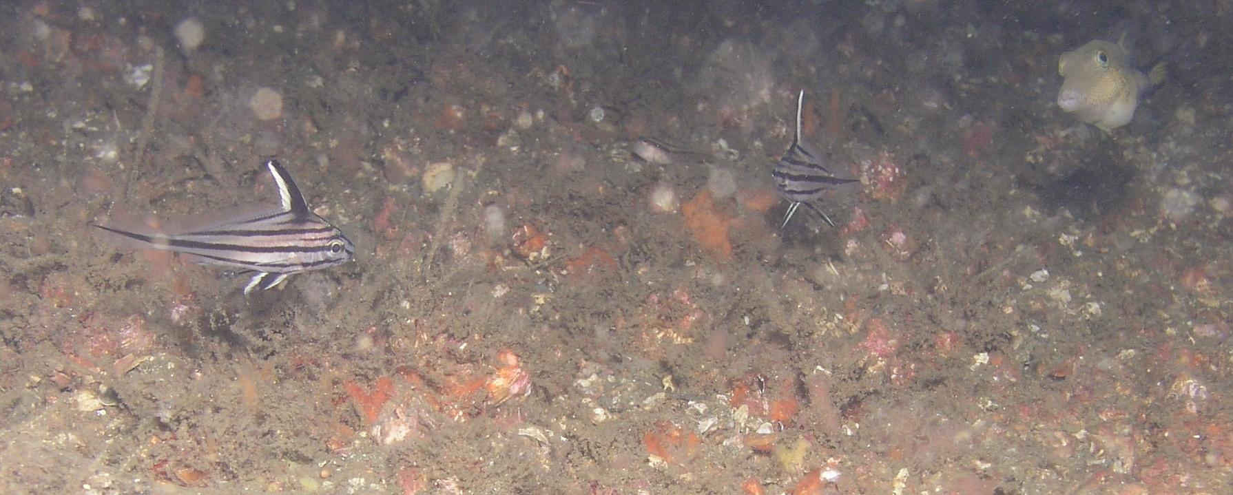 juvenile Cubbyu and a Sharpnose Puffer