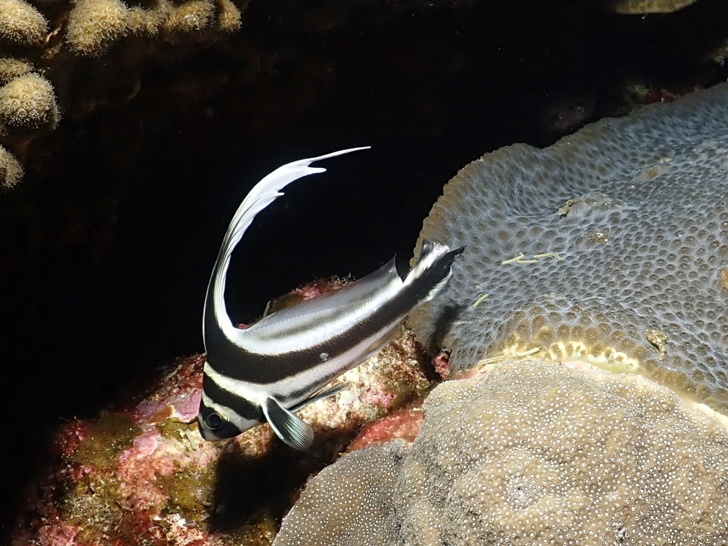 juvenile drum