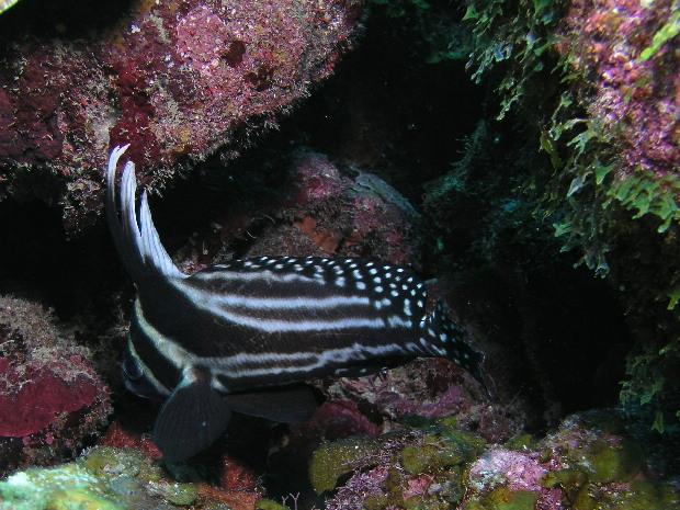 juvenile drum