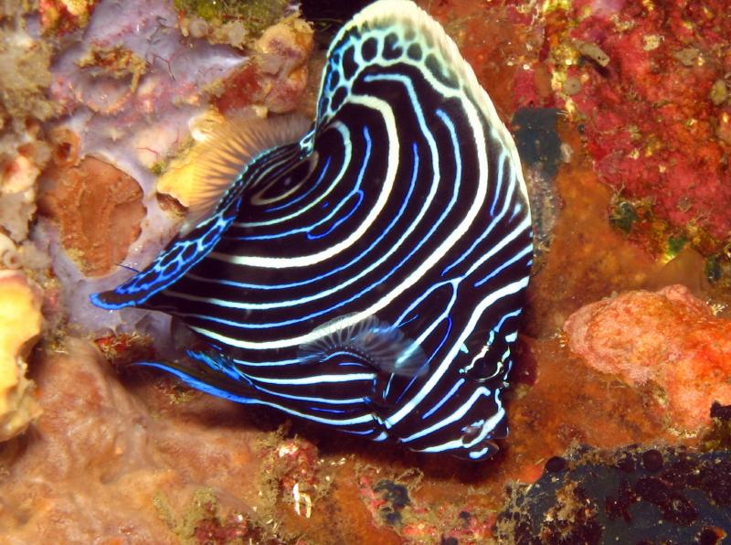 juvenile emperor anglefish IMG_6570b1