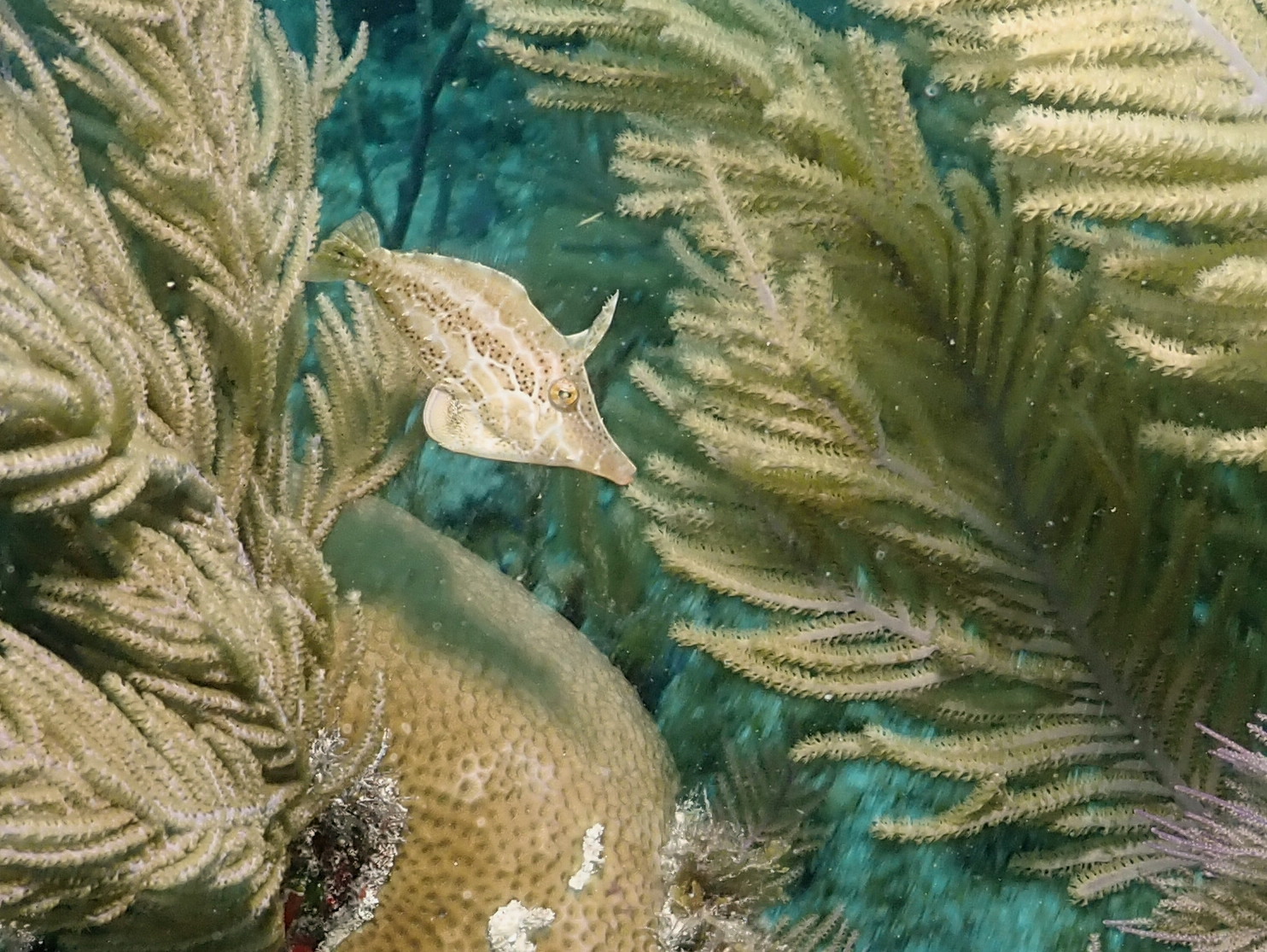 Juvenile filefish