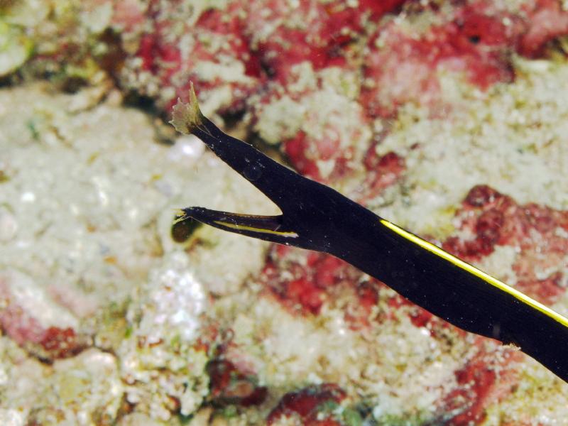 juvenile ribbon eel IMG_5819b