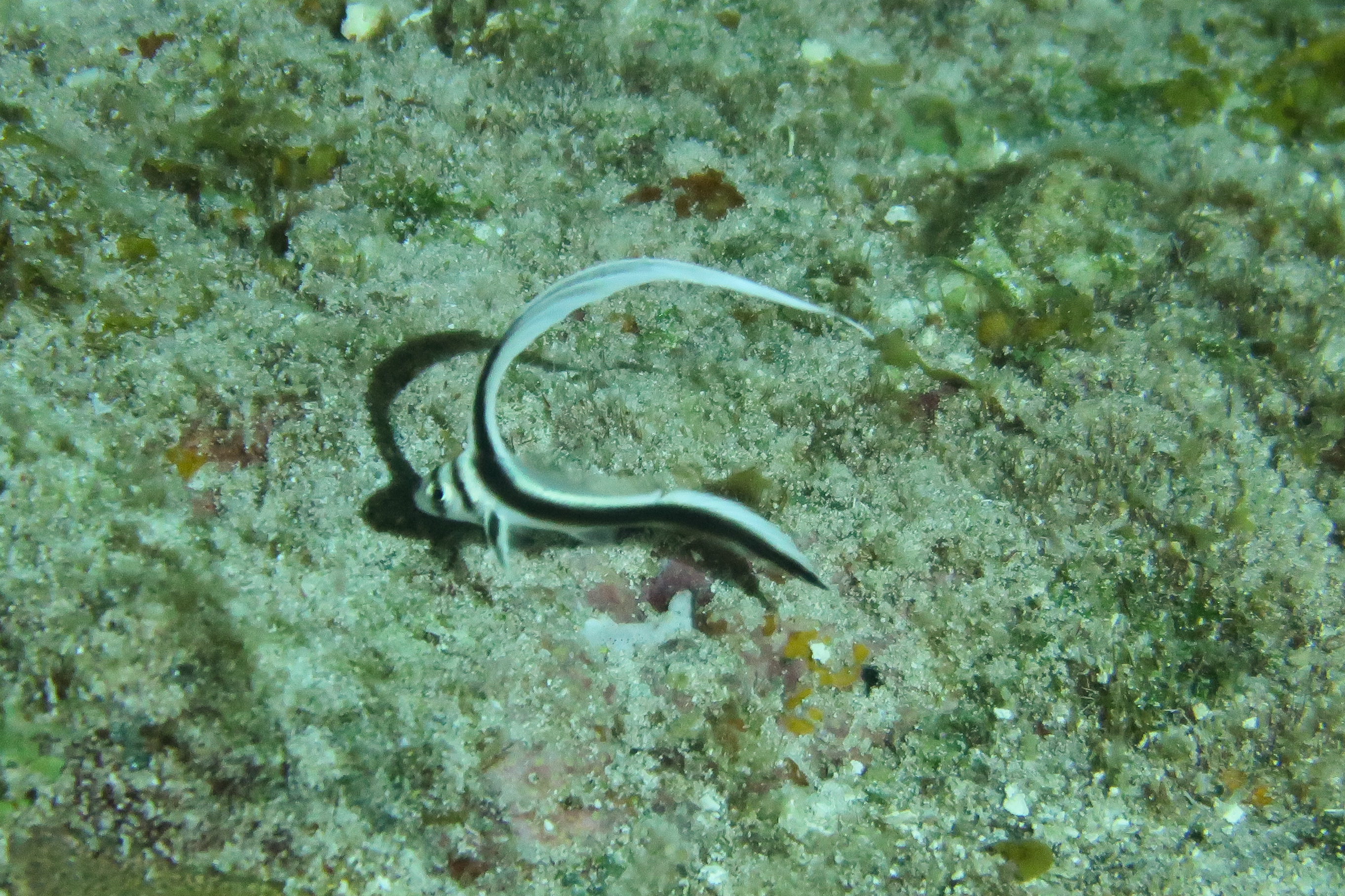 Juvenile Spotted Drum 2