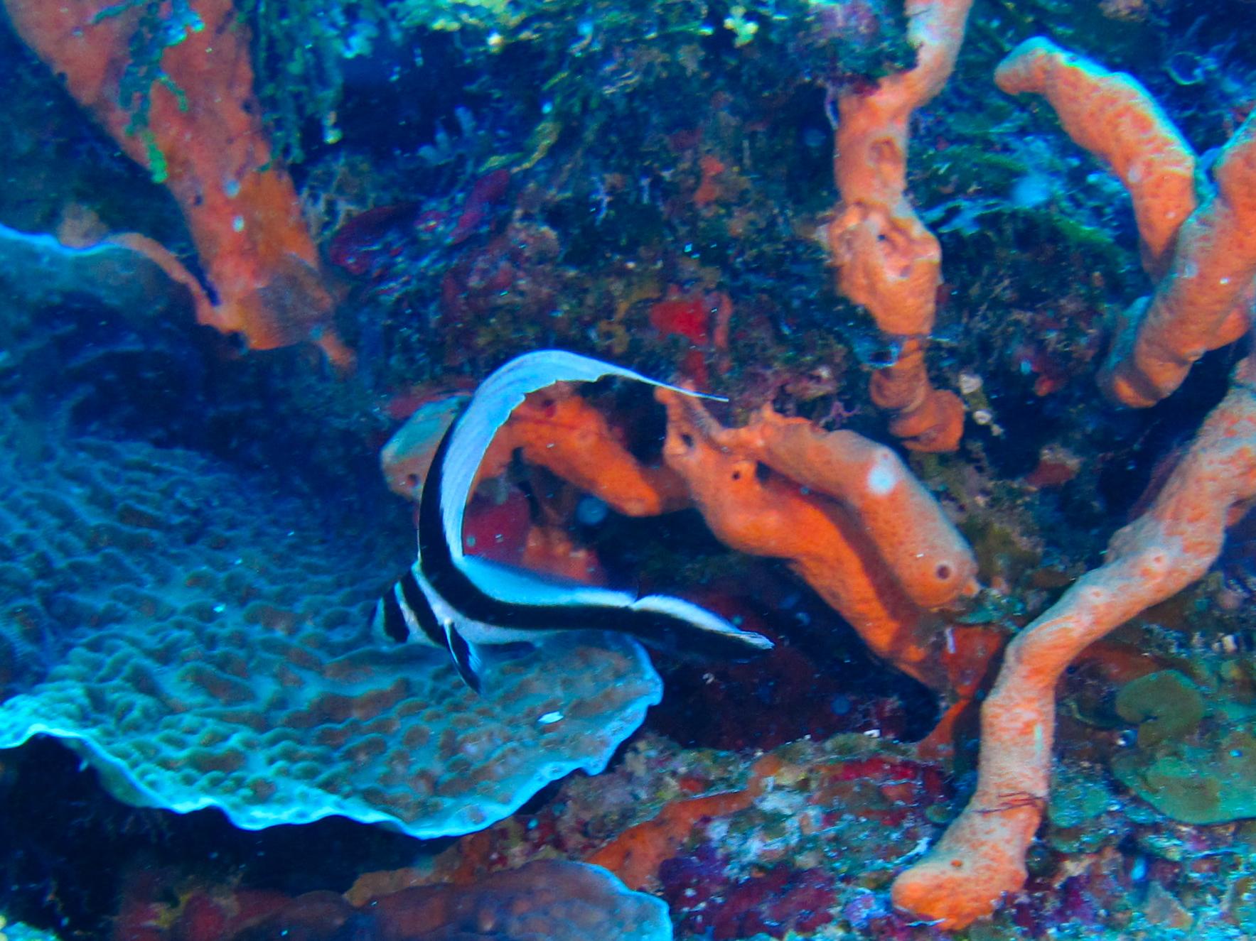 Juvenile Spotted Drum 5837
