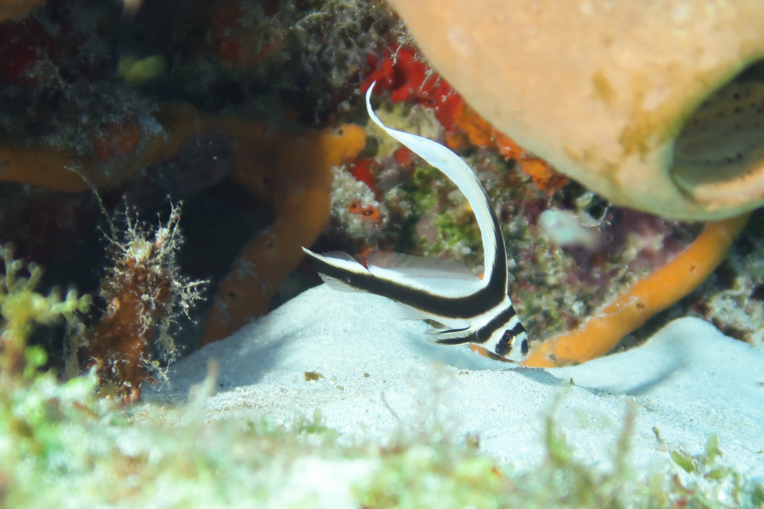 Juvenile Spotted Drum on Patrol