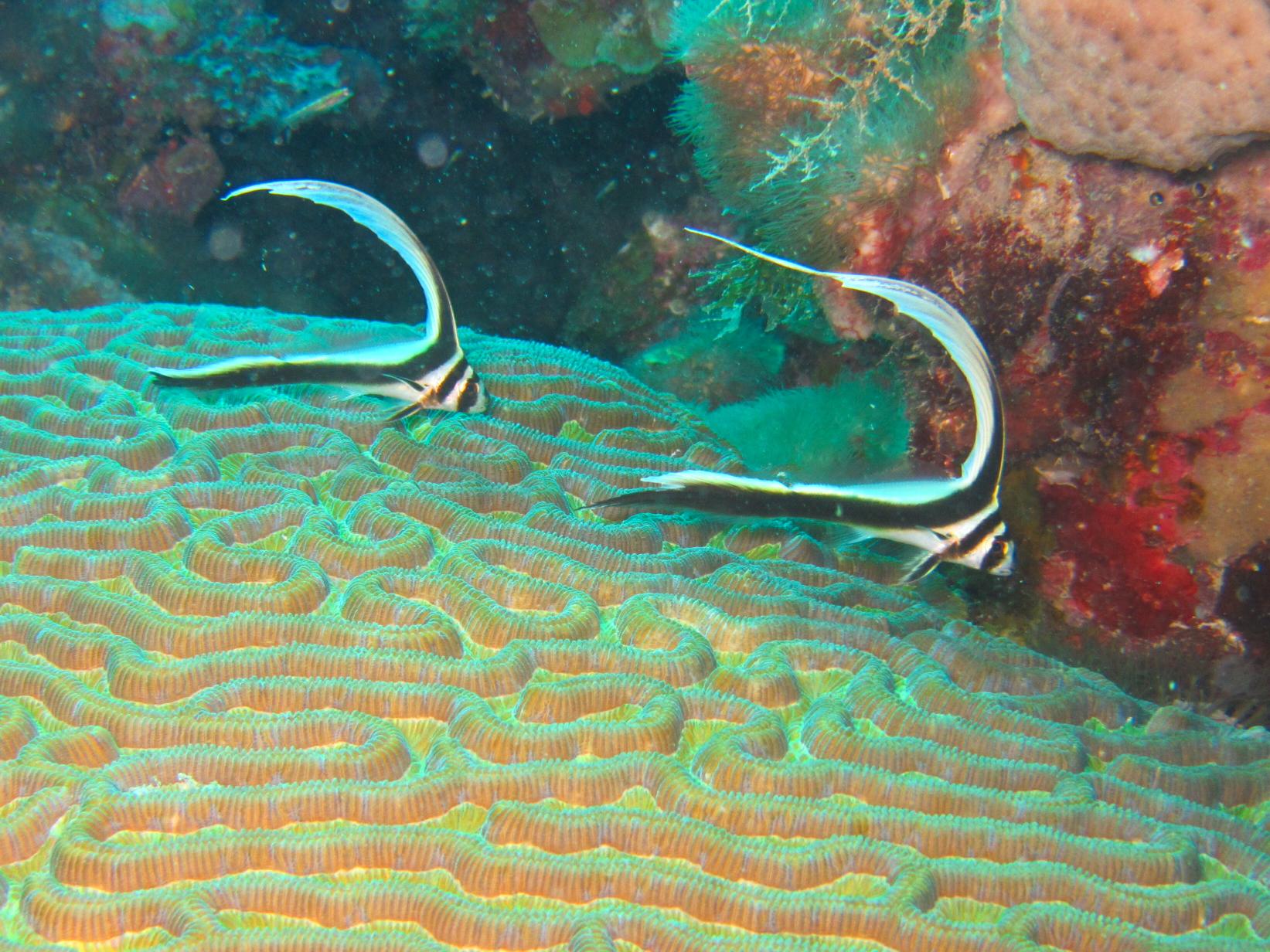 Juvenile Spotted Drum Twins