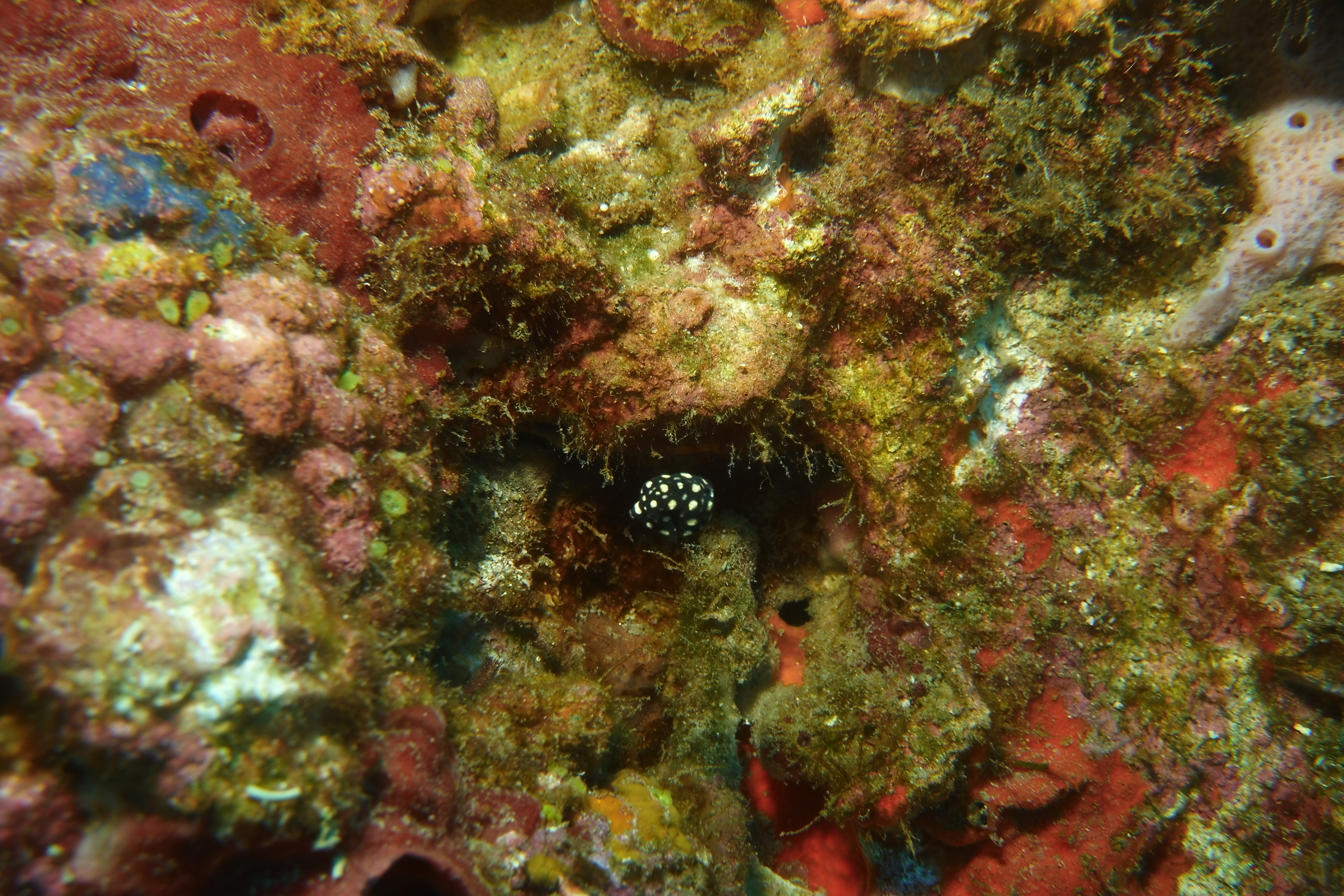 Juvenile Trunk Fish