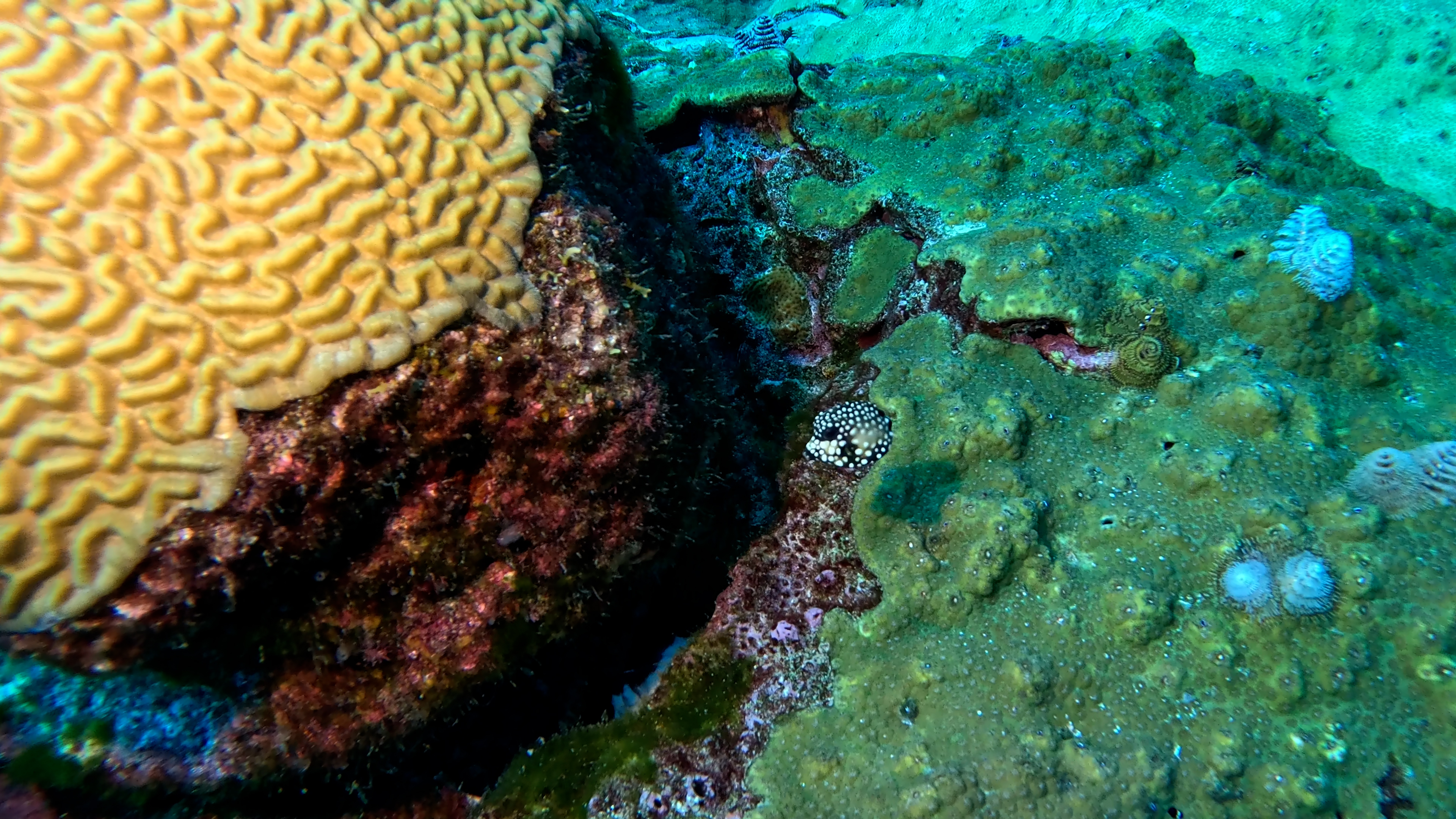 Juvenile Trunk Fish