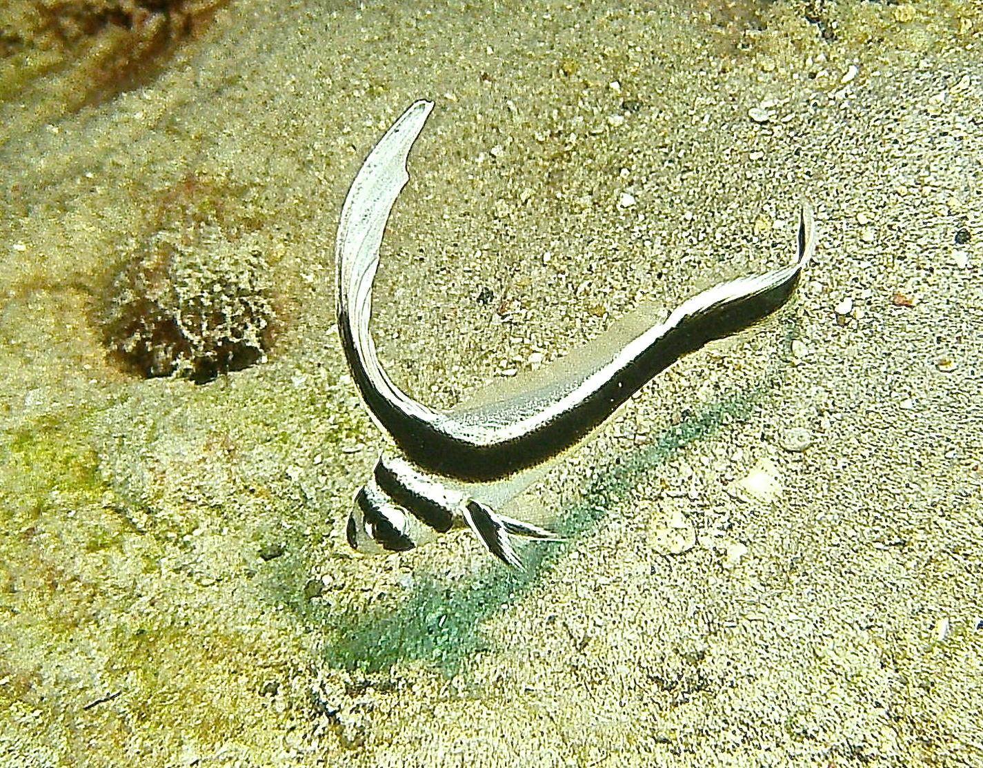 juvenille drum