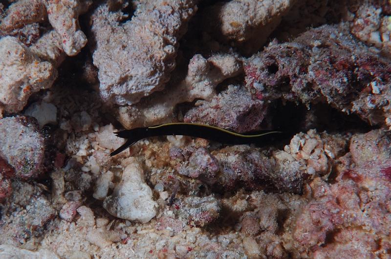 Juvi Blue Ribbon Eel