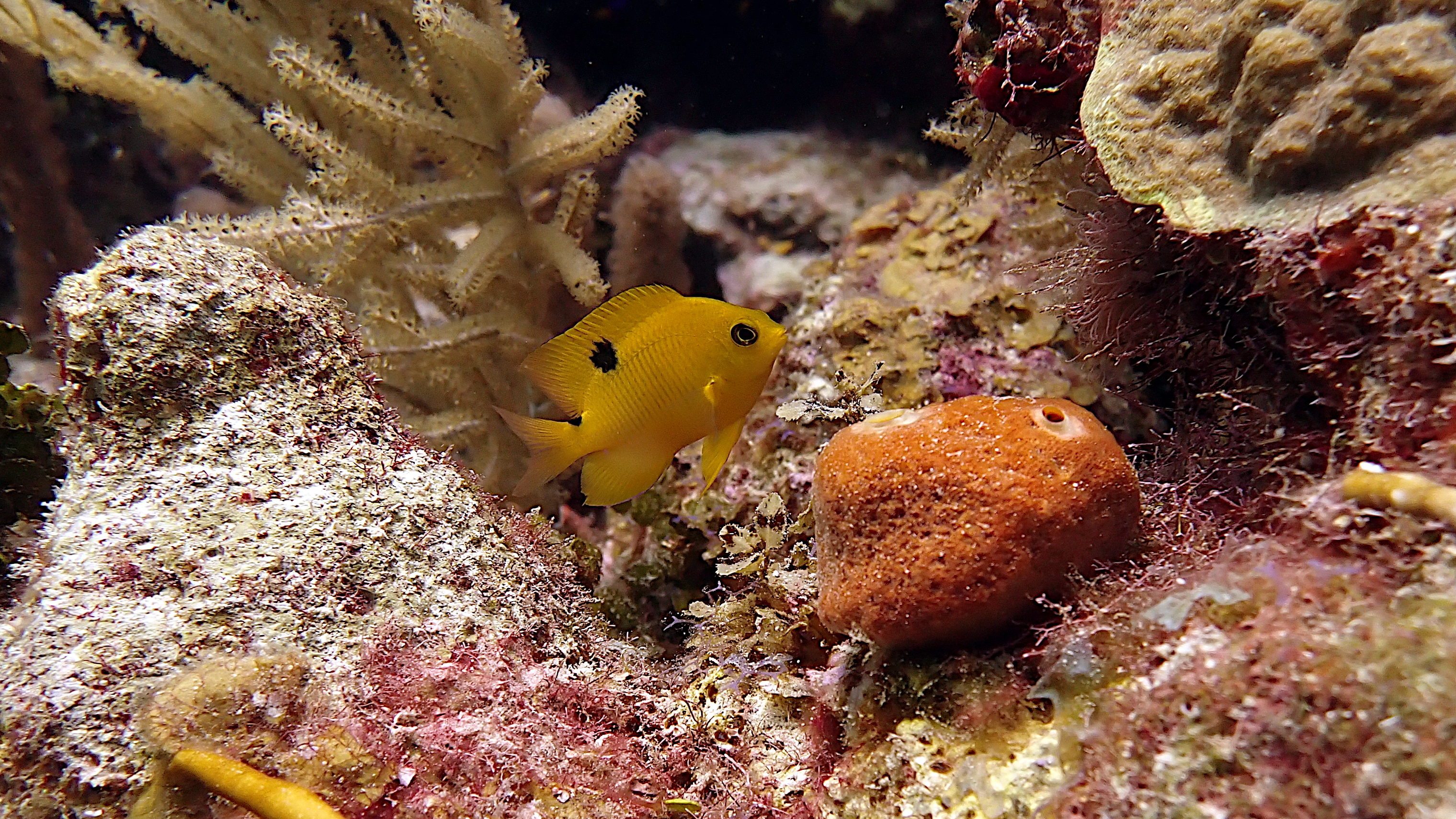 Juvi threespot damselfish