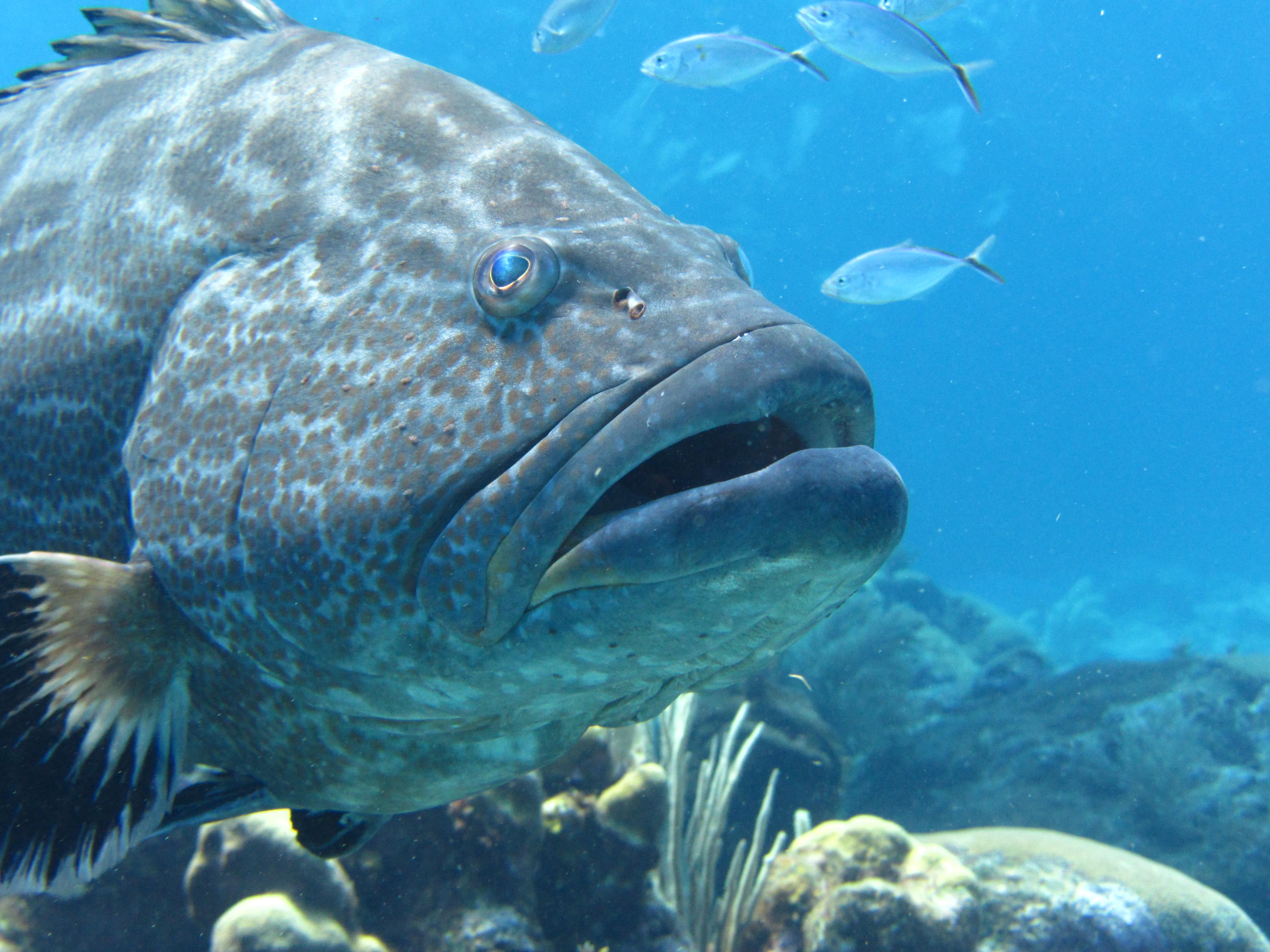 K-Jenn Divers - Grouper Closeup