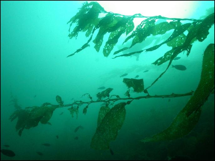 Kelp @ Blue Car Wreck