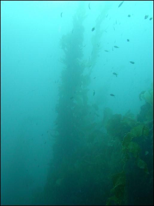 Kelp @ Some Dive Site