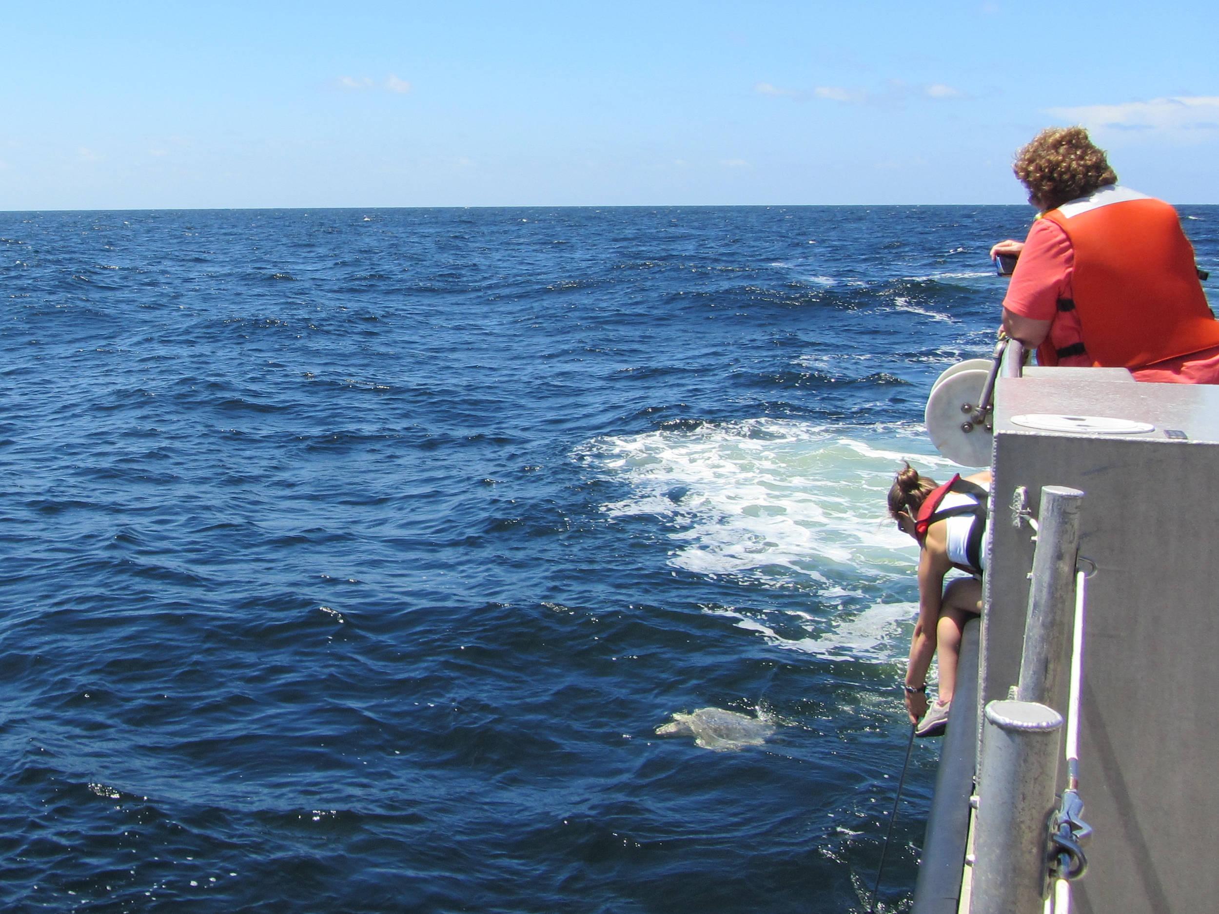 Kemps_Ridley_Release-2711