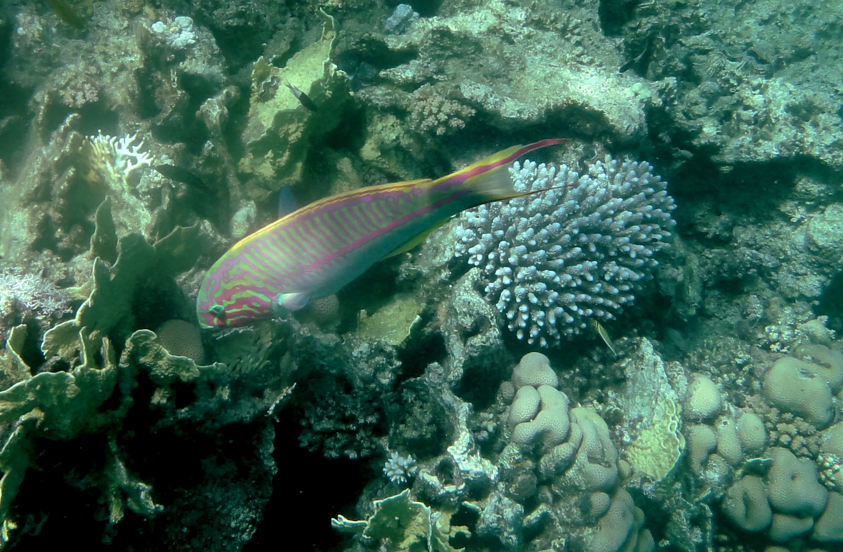 Klunzinger's wrasse