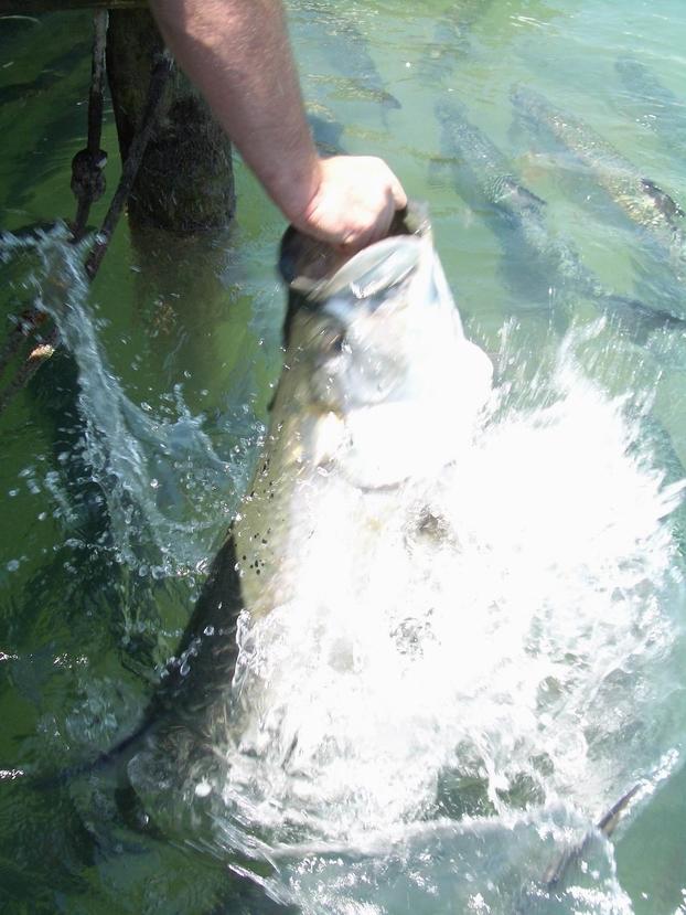 Kytnut Feeds the Tarpon