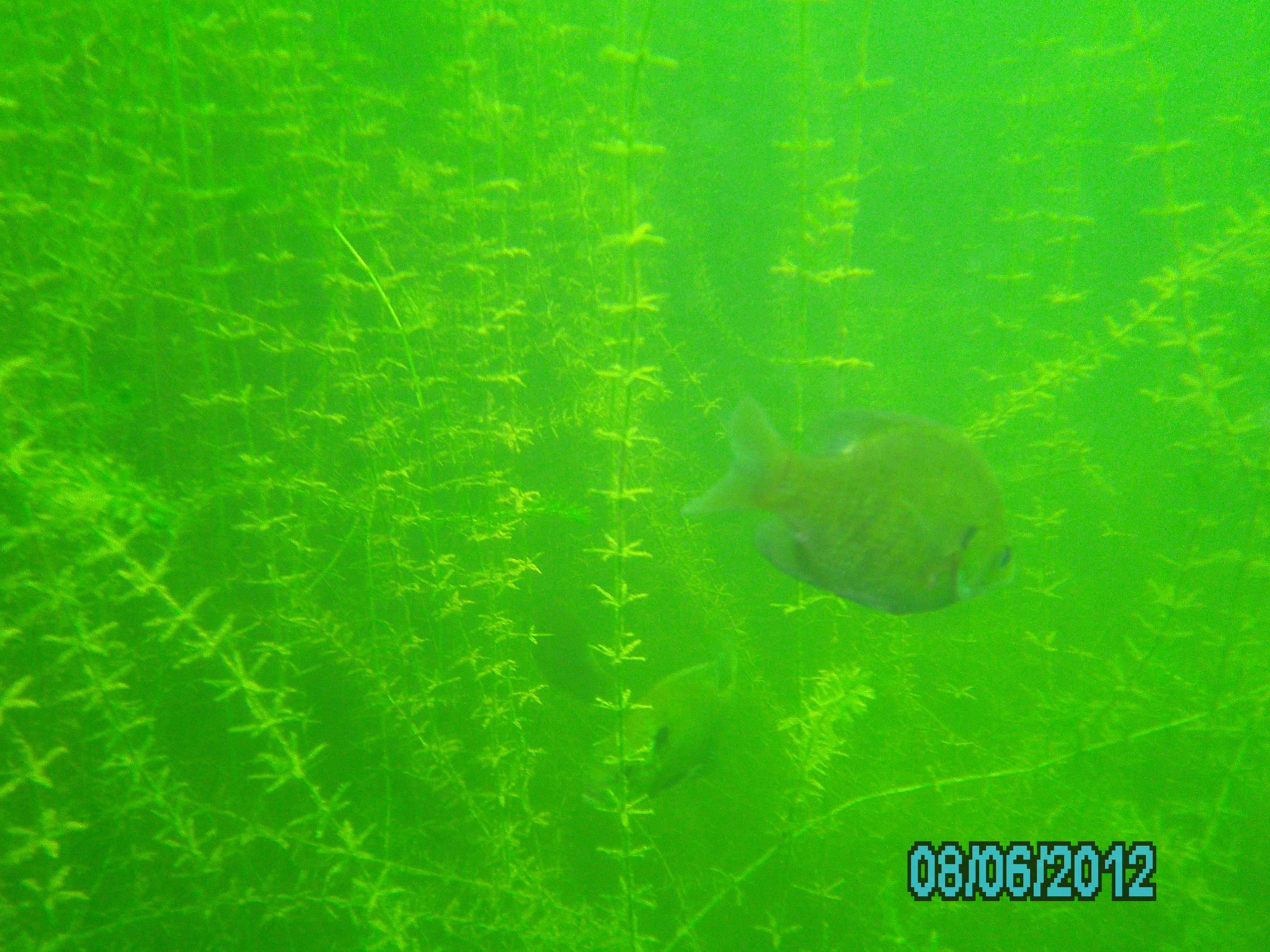 Lake 288 - August 2012