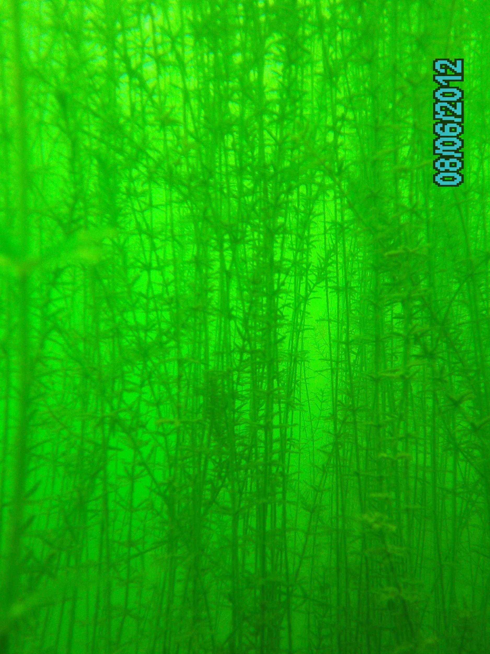 Lake 288 - August 2012