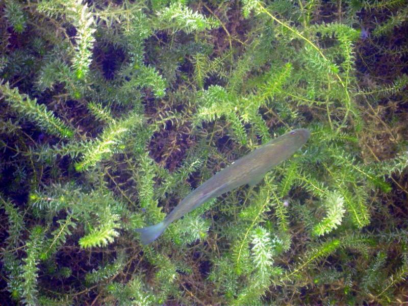 Lake bass