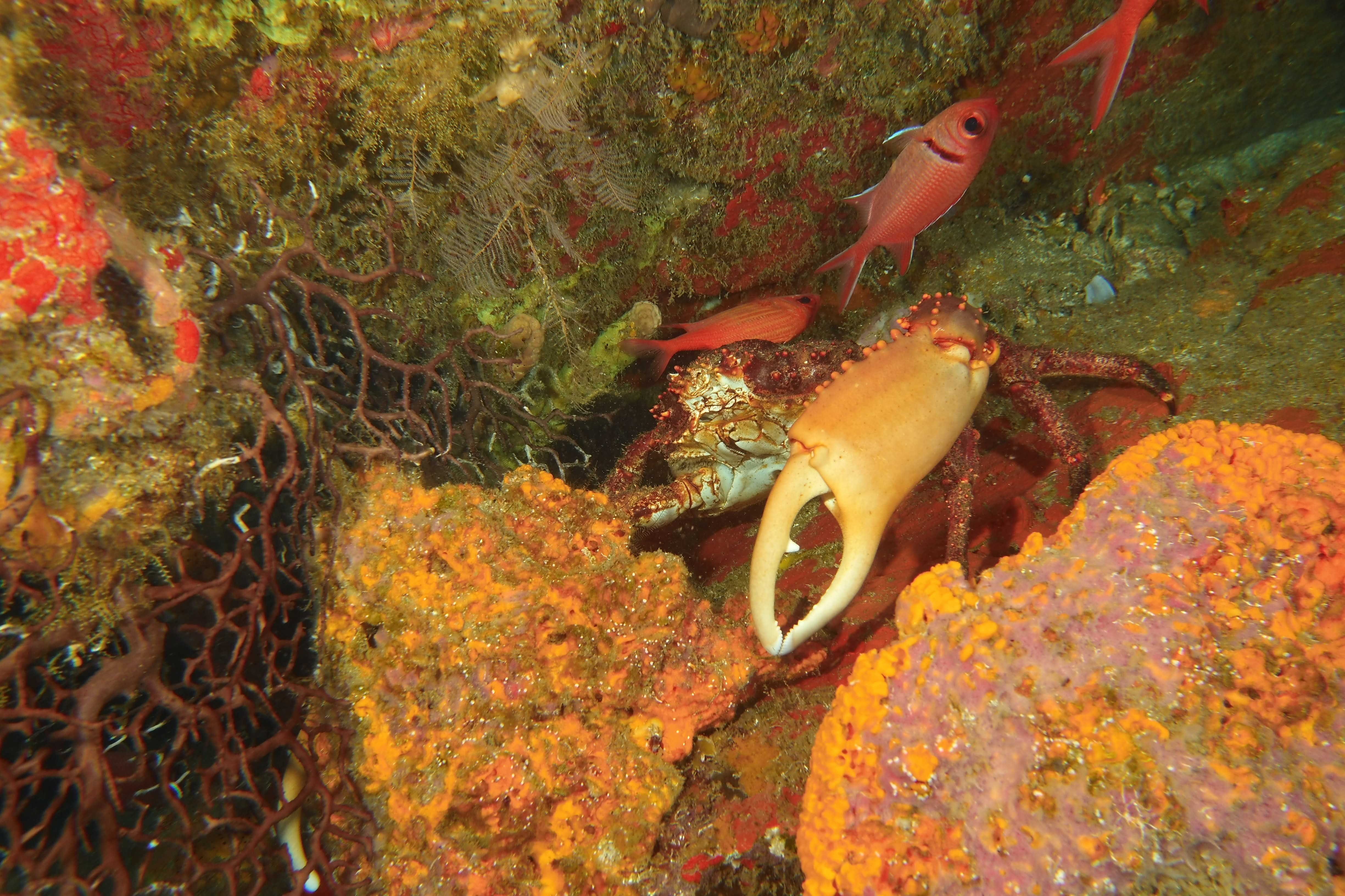Large Crab in reef