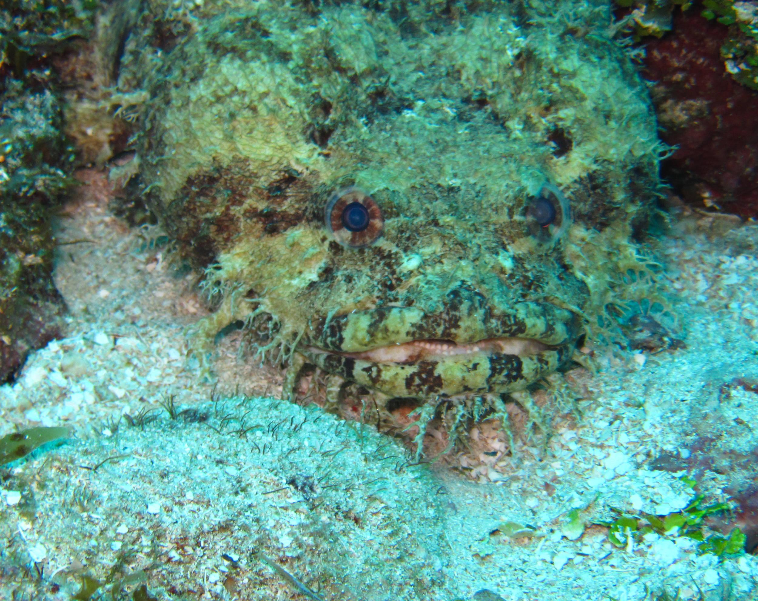 Large Eye Toadfish-0678