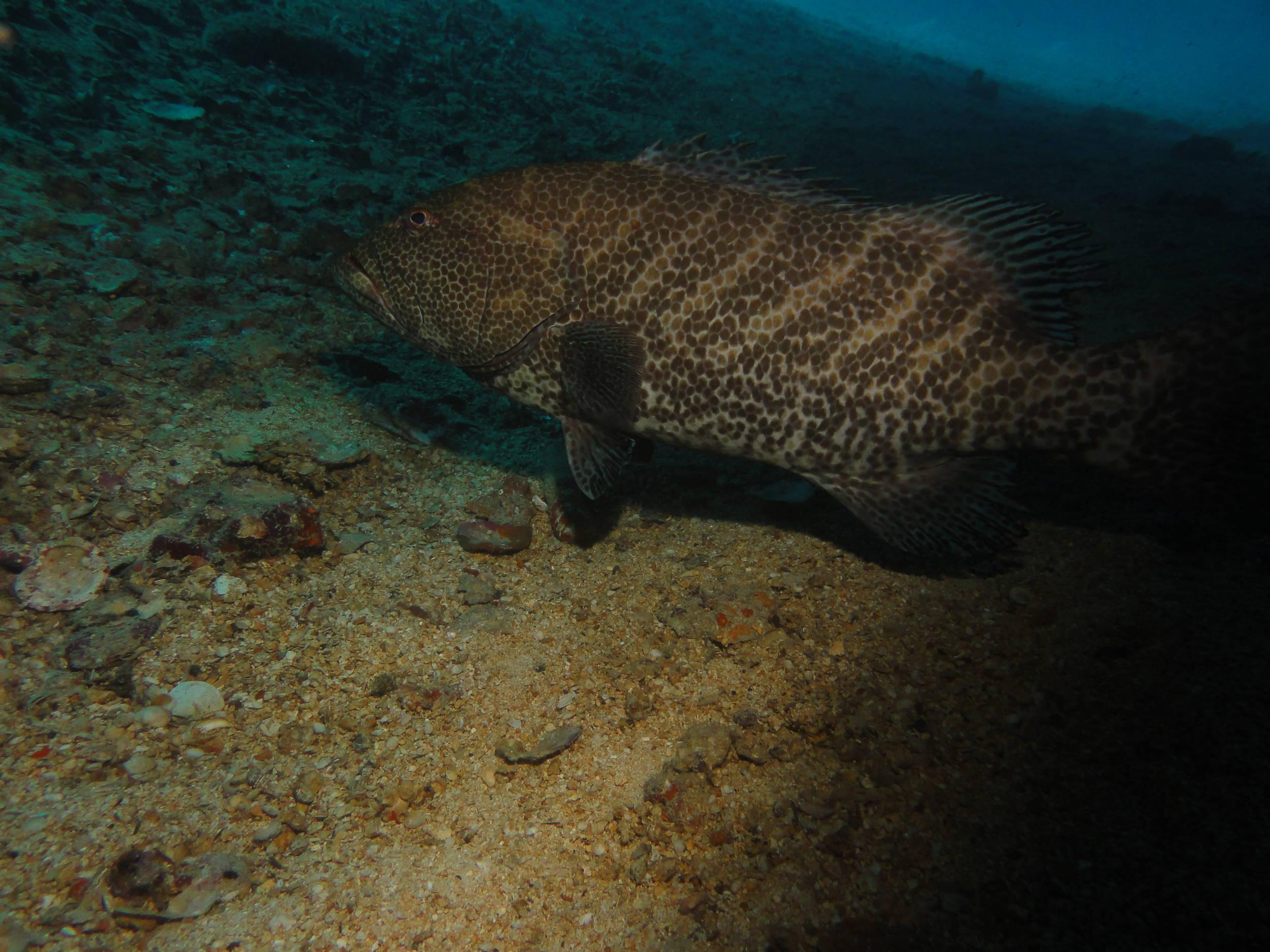 Large grouper under the Hilma Hooker