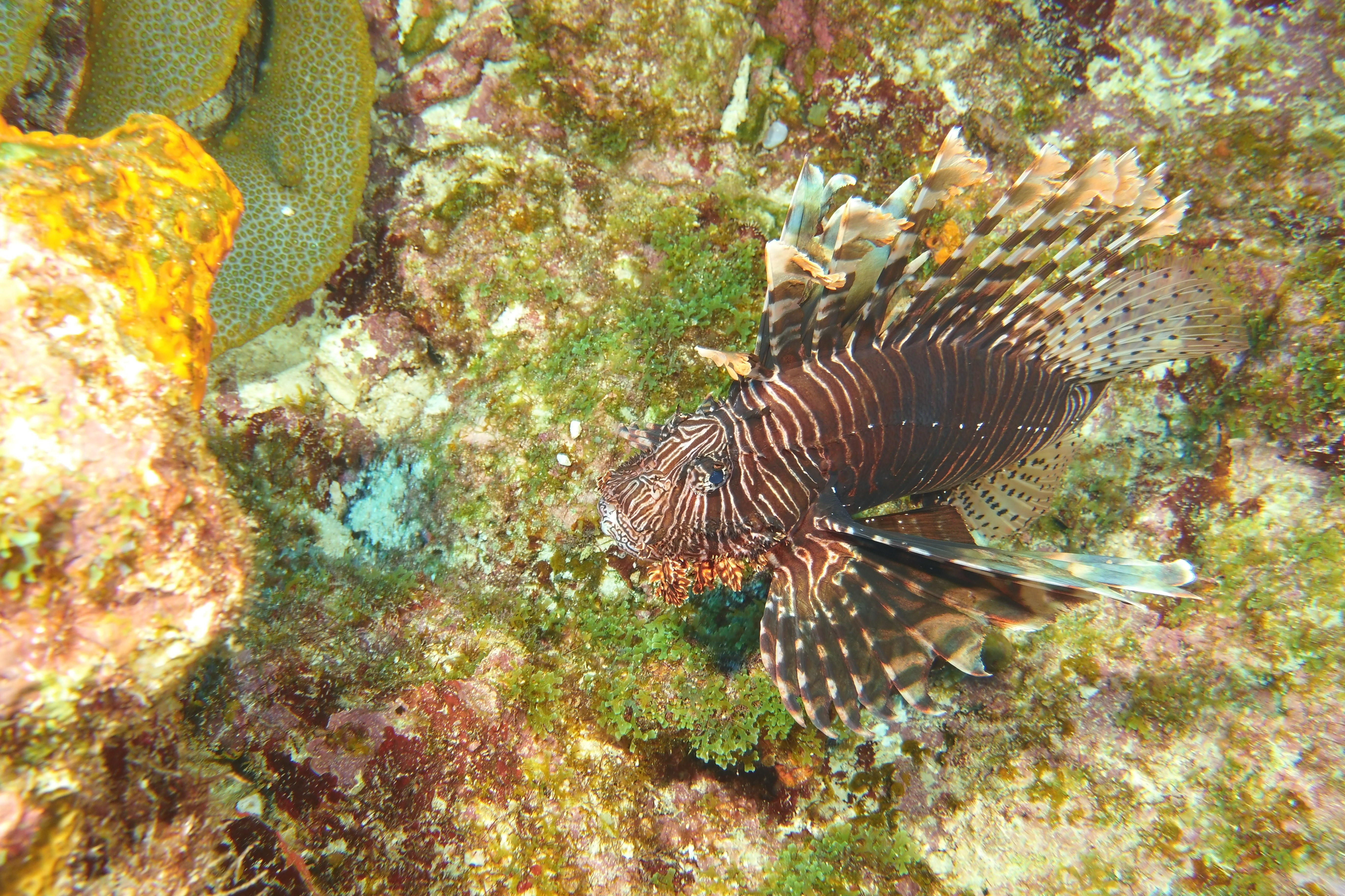 Large lionfish on East Bank #7.