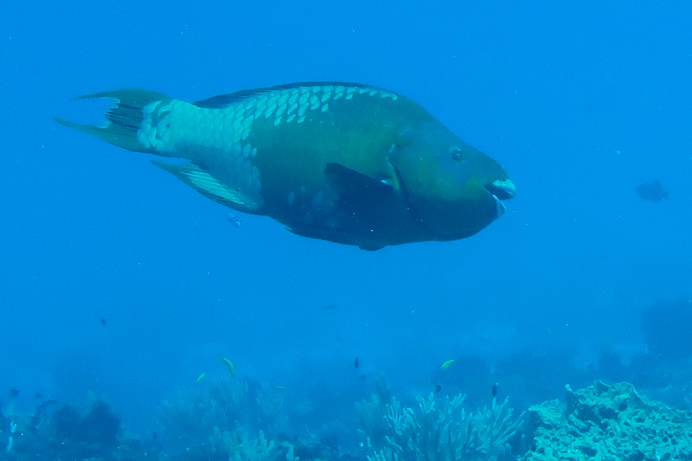 Large Stoplight Parrotfish