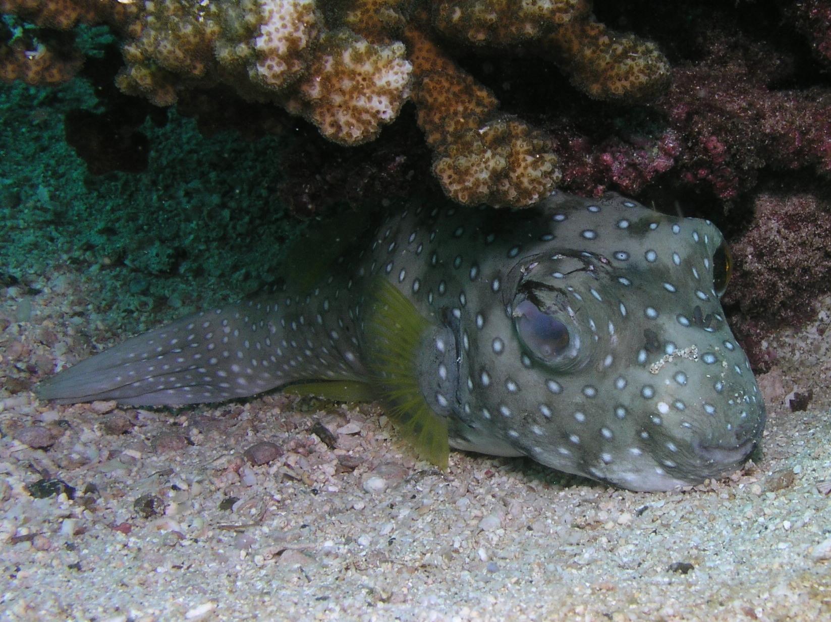 lazy balloonfish