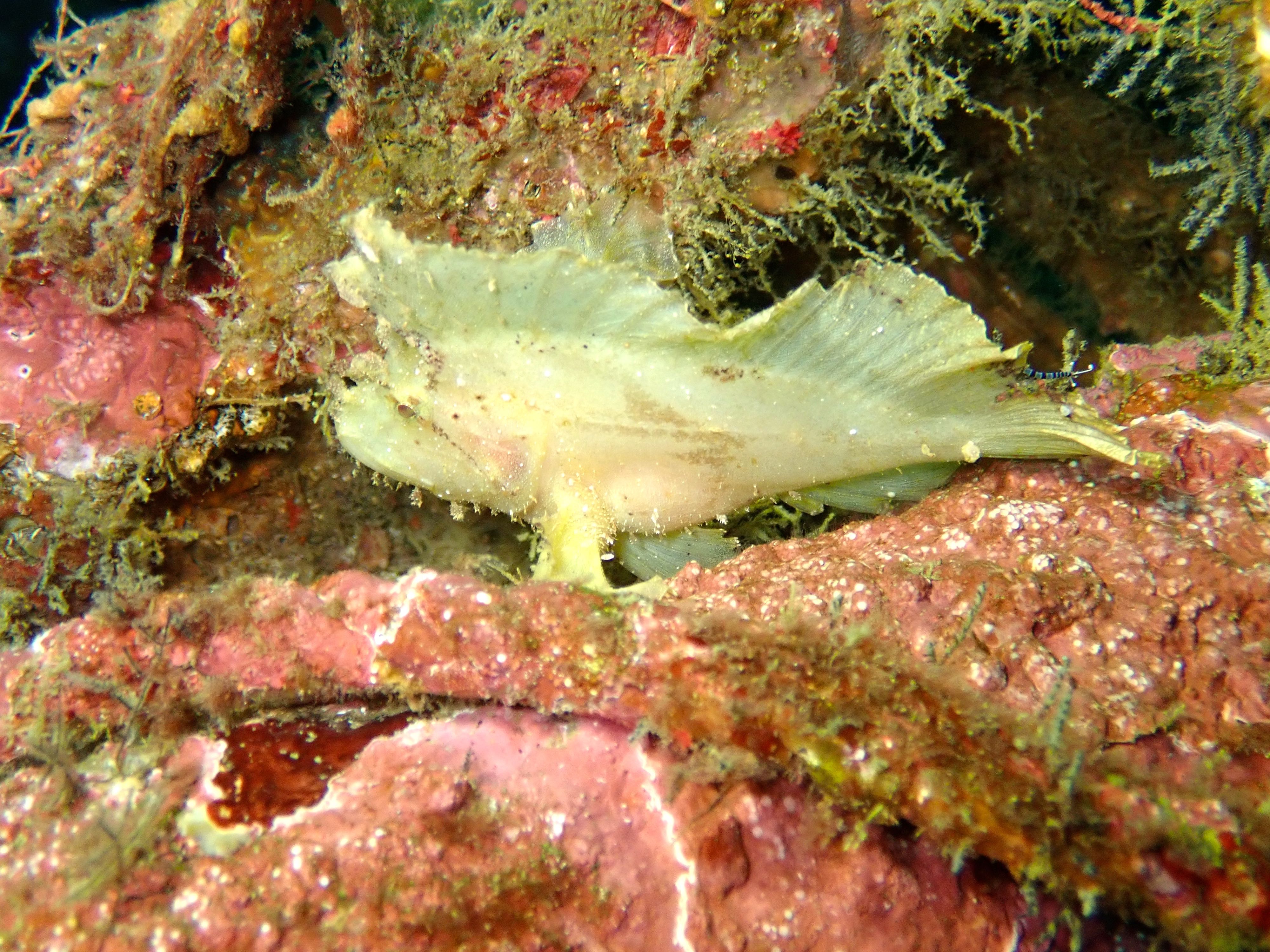 Leaf Scorpionfish