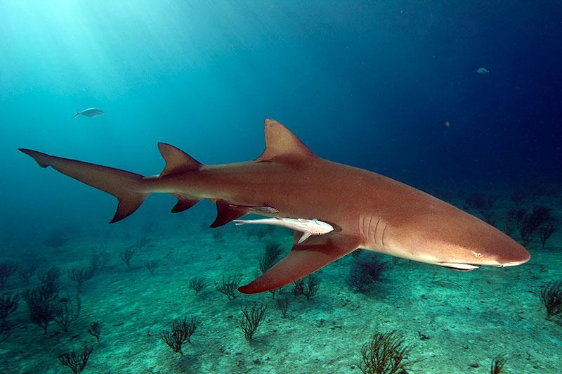 Lemon Shark