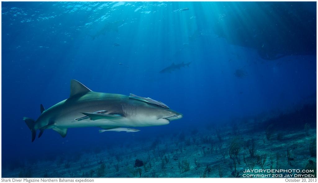 Lemon shark