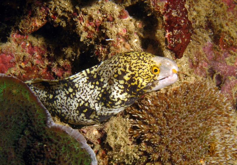 leopard eel IMG_5463b