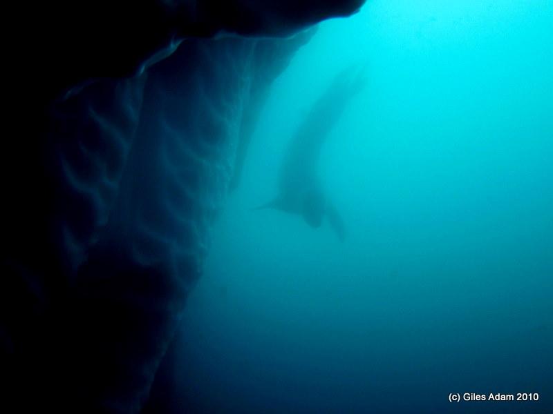 Leopard Seal Silhouette