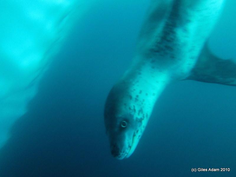 Leopard Seal